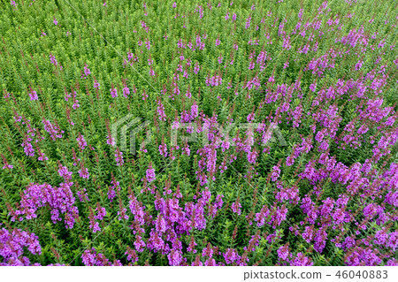 Lythrum Lythrum 46040883