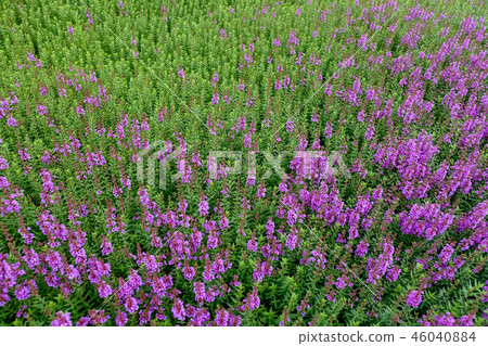 千屈菜 千屈菜 46040884