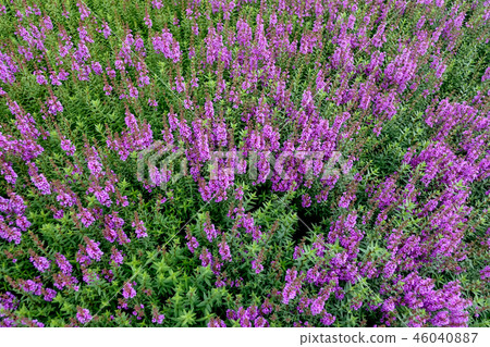 Lythrum Lythrum 46040887