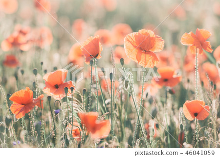 Vivid dreamy poppy field during sunset Vivid dreamy poppy field during sunset 46041059