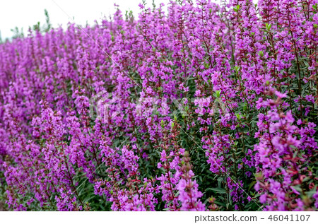 千屈菜 千屈菜 46041107