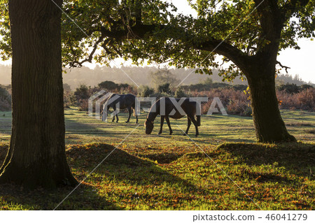 Two Horses New Forest 46041279