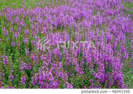 千屈菜 千屈菜 46041398