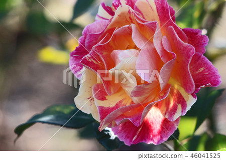 Roses with beautiful mottled and frilled petals Roses with beautiful mottled and frilled petals 46041525