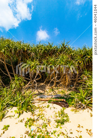 鹿兒島縣阿丹奄美大島群 46041844