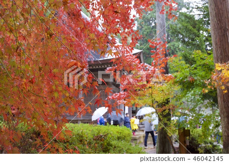 Autumn leaves near Shido-ji Temple (Nagahama City, Shiga Prefecture) Autumn leaves near Shido-ji Temple (Nagahama City, Shiga Prefecture) 46042145
