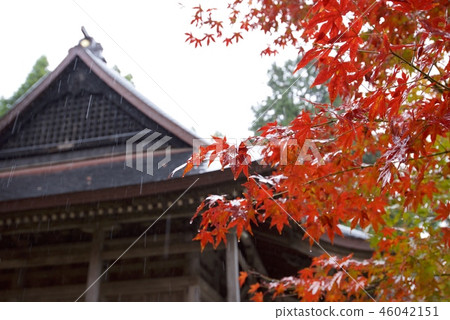 Autumn leaves near Shido-ji Temple (Nagahama City, Shiga Prefecture) 46042151