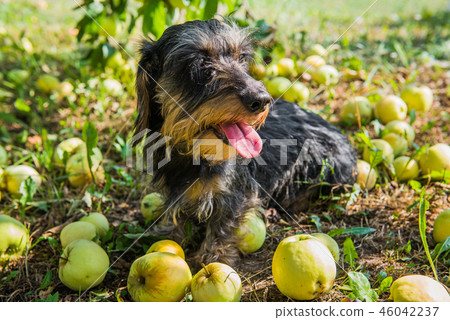 Funny dachshund dog with apples. 46042237