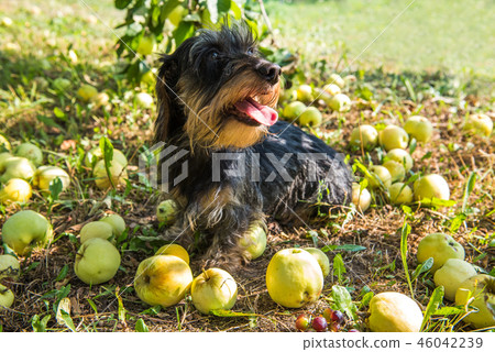 Funny dachshund dog with apples. 46042239