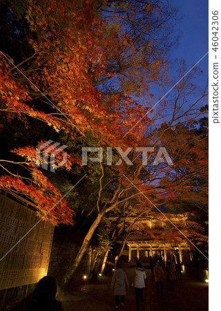 Light up of the autumn leaves of Nagagenji Temple (Shiga Prefecture Higashi-Omi-shi) Light up of the autumn leaves of Nagagenji Temple (Shiga Prefecture Higashi-Omi-shi) 46042306