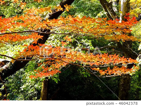 Autumn leaves of Mt. Takao Autumn leaves of Mt. Takao 46042378