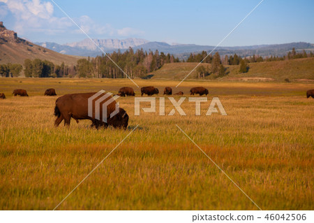 The herd bison in Yellowstone National Park The herd bison in Yellowstone National Park 46042506