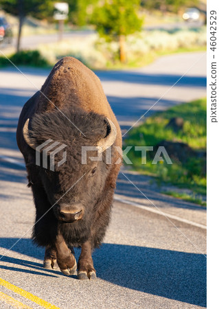 The bison on the road in Yellowstone National Park 46042529