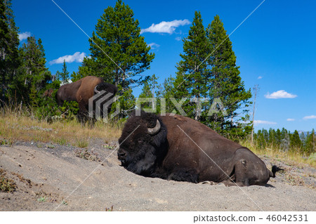 The bison in Yellowstone National Park 46042531