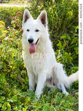 White Swiss Shepherd dog guards the house. White Swiss Shepherd dog guards the house. 46042926