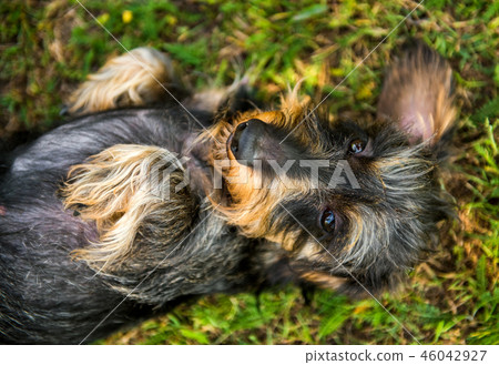 Funny small dachshund dog has a sunstroke 46042927