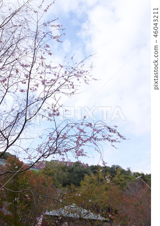 Autumn leaves of the Suma Rikyu Park and four seasons cherry blossoms (Kobe City) 46043211