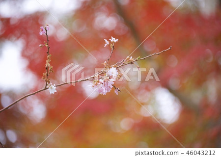 Autumn leaves of the Suma Rikyu Park and four seasons cherry blossoms (Kobe City) 46043212
