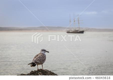 Animals in the fishing port of Essaouira. 46043618