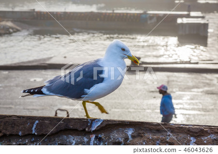 Animals in the fishing port of Essaouira. Animals in the fishing port of Essaouira. 46043626