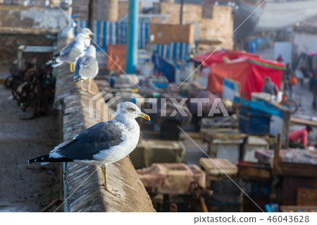 Animals in the fishing port of Essaouira. 46043628