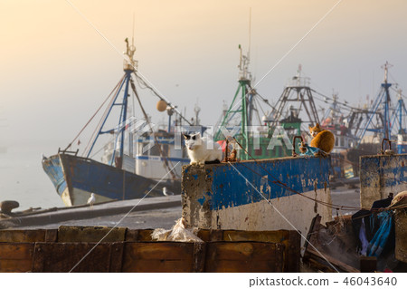 Animals in the fishing port of Essaouira. 46043640
