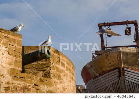 Animals in the fishing port of Essaouira. 46043645