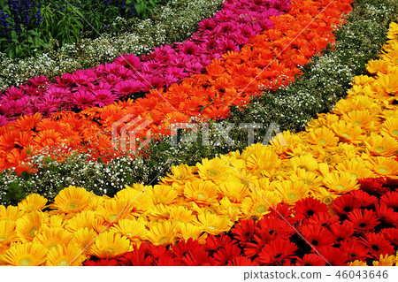 Colorful Stripes of Flowers 46043646