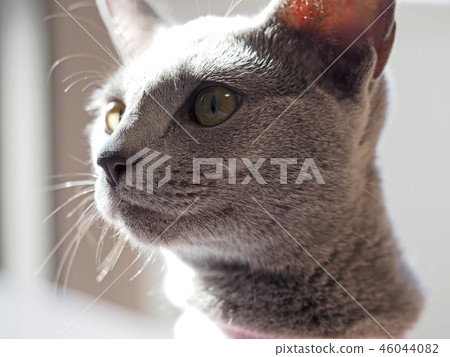 Cats hit by light 46044082