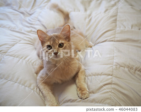 Cat lying down Cat lying down 46044083