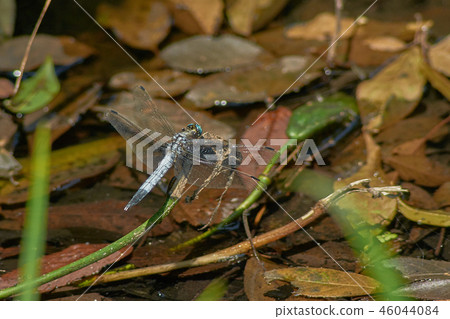 鹽卡拉通博 46044084