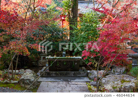 Emeishan Shrine Autumn leaves Autumn Kyoto Emeishan Shrine Autumn leaves Autumn Kyoto 46044634