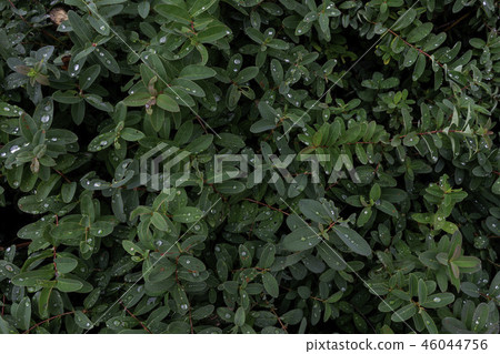 Plants after a rain 46044756