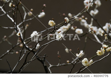 風景攝影植物花香氣樹早春開花白梅花朵白梅花春春春冷梅花 46044776