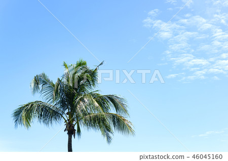 棕櫚樹@婆羅洲 棕櫚樹@婆羅洲 46045160