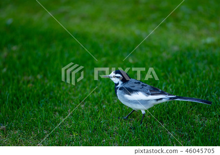 Hakusekirei Fuyuha Wakurei family Birds Little birds Cute trotting Walk Predation Warning Nature Small animals Hakusekirei Fuyuha Wakurei family Birds Little birds Cute trotting Walk Predation Warning Nature Small animals 46045705