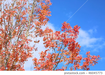 Toukaede autumn leaves 46045773