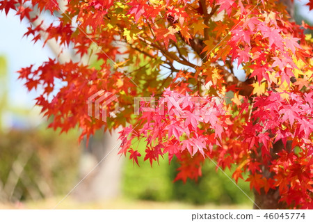 Autumn leaves of Irohamomori 46045774