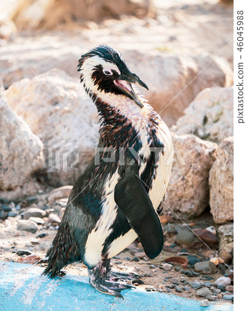 Cute antarctica ukimura 黳腳 鵝zoo penguin in the zoo penguin 46045988