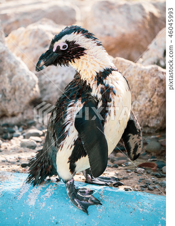 Cute antarctica ukimura 黳腳 鵝zoo penguin in the zoo penguin Cute antarctica ukimura 黳腳 鵝zoo penguin in the zoo penguin 46045993