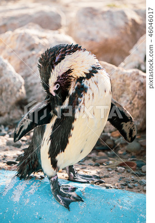 Cute antarctica ukimura 黳腳 鵝zoo penguin in the zoo penguin 46046017