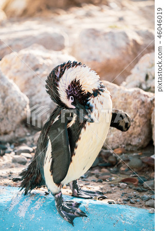可愛的南極浮世繪黳腳鵝動物園企鵝在動物園的企鵝 46046019