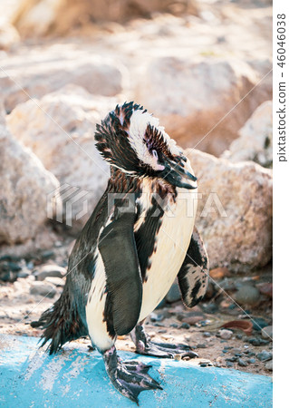 可愛的南極浮世繪黳腳鵝動物園企鵝在動物園的企鵝 46046038