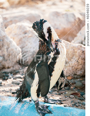 可愛的南極浮世繪黳腳鵝動物園企鵝在動物園的企鵝 46046039