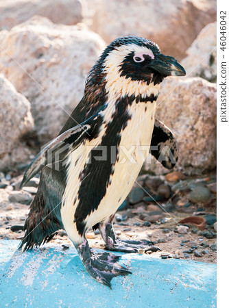 Cute antarctica ukimura 黳腳 鵝zoo penguin in the zoo penguin 46046042