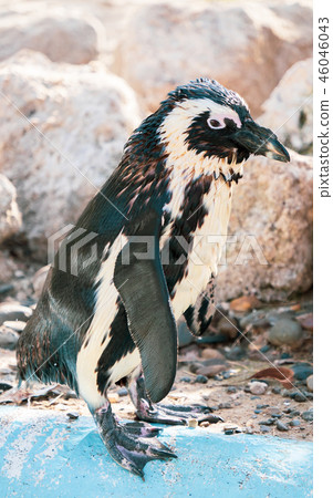Cute antarctica ukimura 黳腳 鵝zoo penguin in the zoo penguin Cute antarctica ukimura 黳腳 鵝zoo penguin in the zoo penguin 46046043