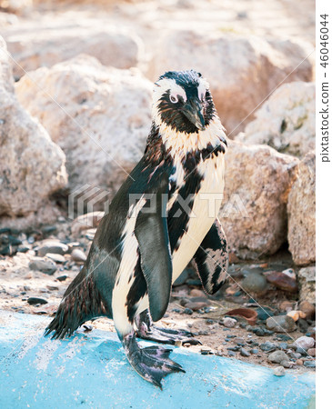 Cute antarctica ukimura 黳腳 鵝zoo penguin in the zoo penguin Cute antarctica ukimura 黳腳 鵝zoo penguin in the zoo penguin 46046044