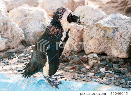 可愛的南極浮世繪黳腳鵝動物園企鵝在動物園的企鵝 46046045