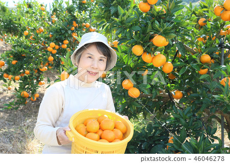 橘子收穫高級女子帽子水平位置左側 46046278