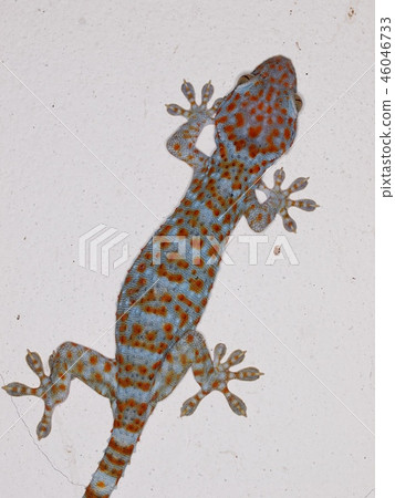 beautiful gecko green brown with red orange dots beautiful gecko green brown with red orange dots 46046733